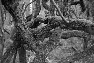 Musk's Space Ambitions Eclipse Political Entanglements