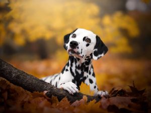 Revolutionizing Pet Care: Ready-Made Stem Cell Therapy on the Horizon