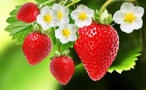 Strawberry Savior: Robots Zap Pests with UV Light