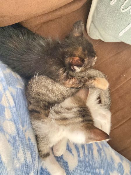 The $600M Bug Dream: Why It All Went Wrong 1 The 0M Bug Dream: Why It All Went Wrong